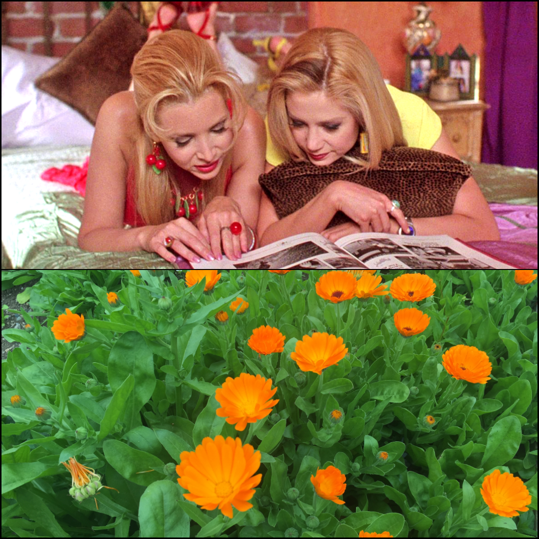 Romy & Michele & Calendula