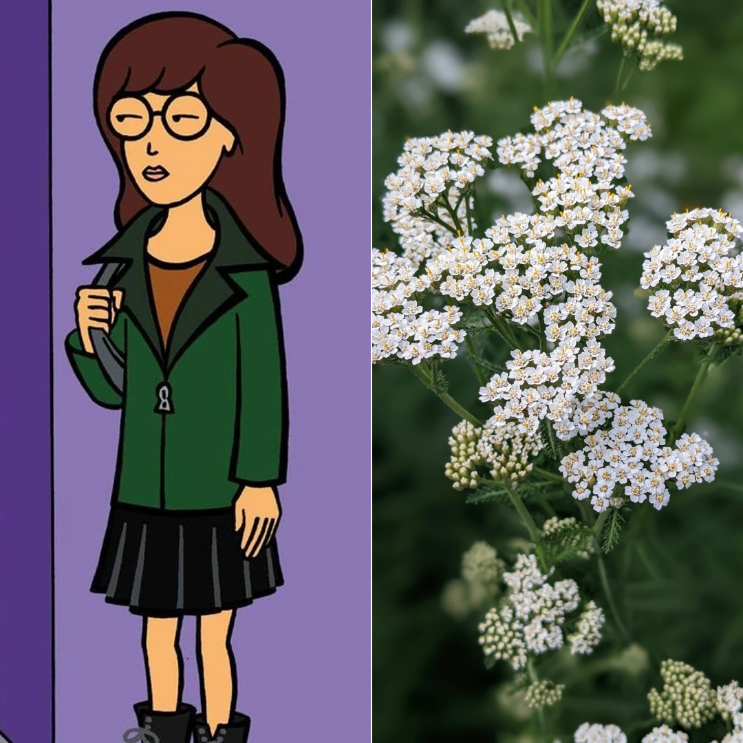 Daria and Yarrow